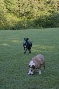 20250802_Dog park__DSC0055_.jpg