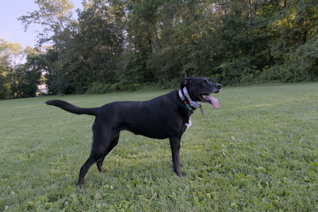 20250802_Dog park__DSC0062_.jpg