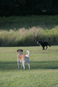 20250802_Dog park__DSC0063_.jpg