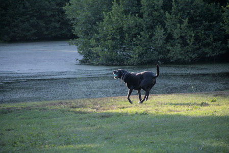 20250802_Dog park__DSC0066_.jpg