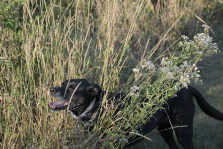 20250802_Dog park__DSC0069_.jpg