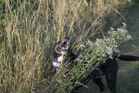 20250802_Dog park__DSC0070_.jpg