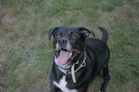 20250802_Dog park__DSC0072_.jpg