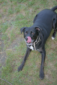 20250802_Dog park__DSC0074_.jpg