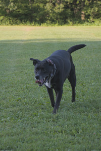 20250802_Dog park__DSC0078_.jpg