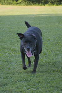 20250802_Dog park__DSC0081_.jpg