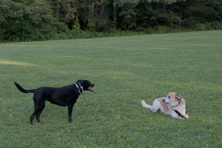 20250802_Dog park__DSC0086_.jpg