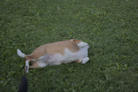 20250802_Dog park__DSC0088_.jpg