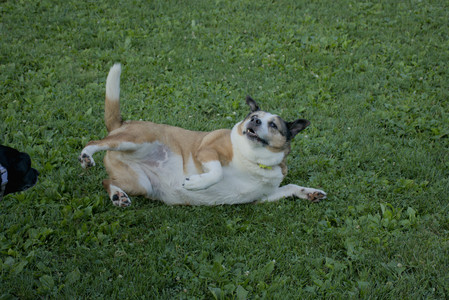 20250802_Dog park__DSC0089_.jpg