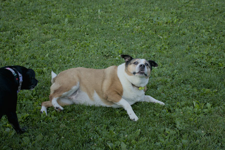 20250802_Dog park__DSC0090_.jpg