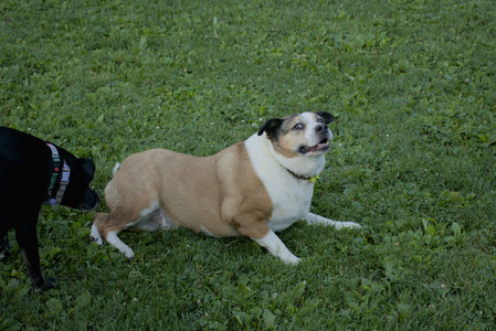 20250802_Dog park__DSC0091_.jpg