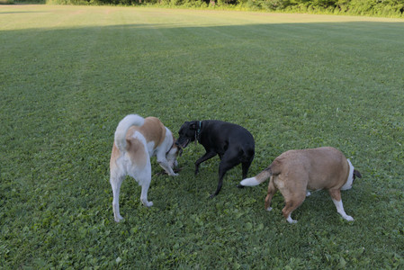 20250802_Dog park__DSC0094_.jpg