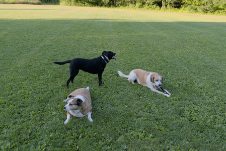 20250802_Dog park__DSC0099_.jpg