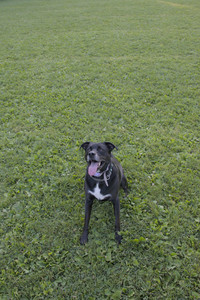 20250802_Dog park__DSC0104_.jpg
