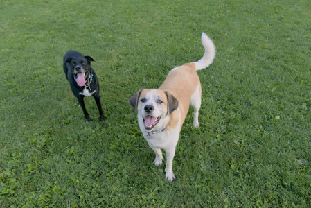 20250802_Dog park__DSC0112_.jpg