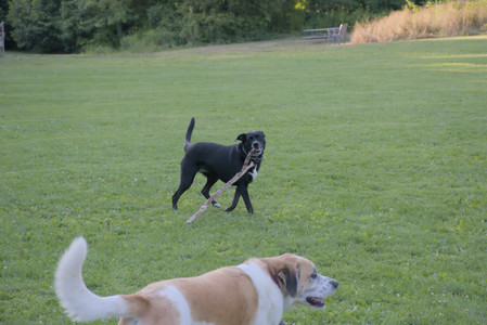 20250802_Dog park__DSC0114_.jpg