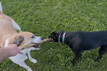 20250802_Dog park__DSC0119_.jpg