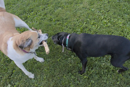 20250802_Dog park__DSC0121_.jpg