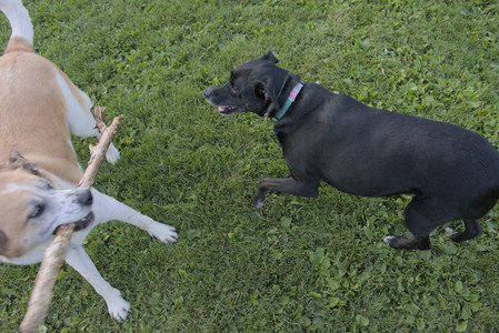 20250802_Dog park__DSC0122_.jpg