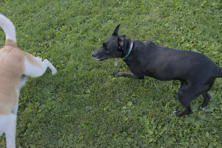 20250802_Dog park__DSC0123_.jpg