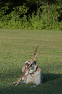 20250802_Dog park__DSC0126_.jpg