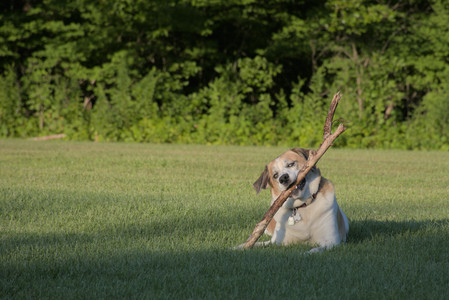 20250802_Dog park__DSC0134_.jpg