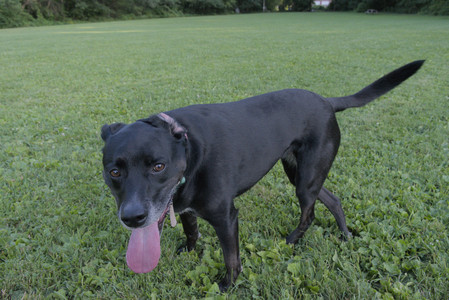 20250802_Dog park__DSC0139_.jpg