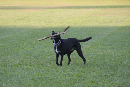 20250802_Dog park__DSC0144_.jpg