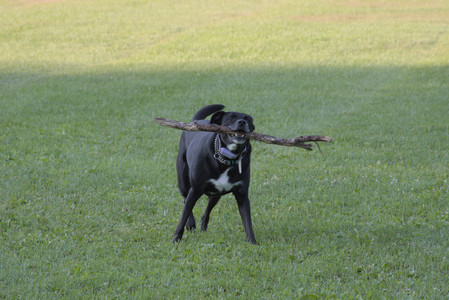 20250802_Dog park__DSC0146_.jpg