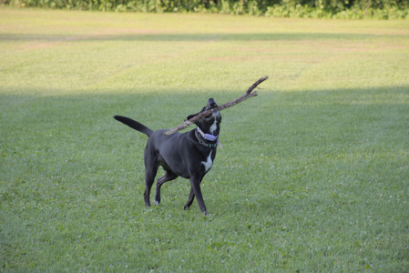 20250802_Dog park__DSC0147_.jpg
