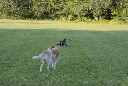 20250802_Dog park__DSC0150_.jpg