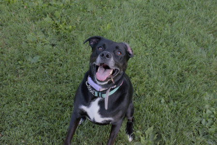 20250802_Dog park__DSC0154_.jpg