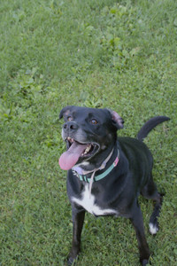 20250802_Dog park__DSC0158_.jpg