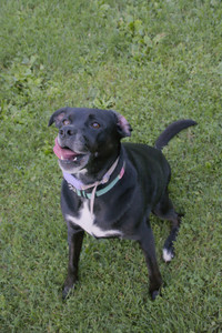 20250802_Dog park__DSC0160_.jpg