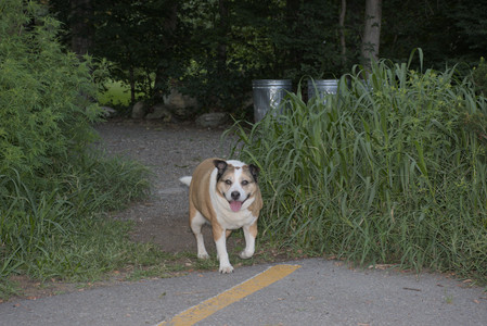 20250802_Dog park__DSC0166_.jpg