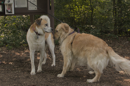 20250803_Dog Park__DSC0188_.jpg