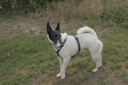 20250803_Dog Park__DSC0196_.jpg