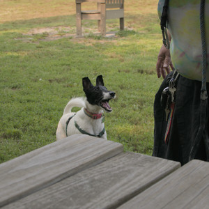 20250803_Dog Park__DSC0198_.jpg