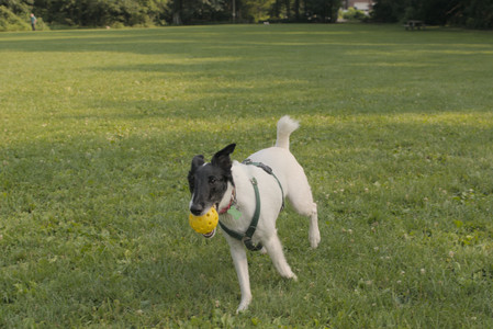 20250803_Dog Park__DSC0202_.jpg