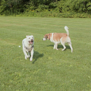 20250803_Dog Park__DSC0203_.jpg