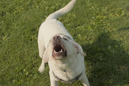 20250803_Dog Park__DSC0208_.jpg