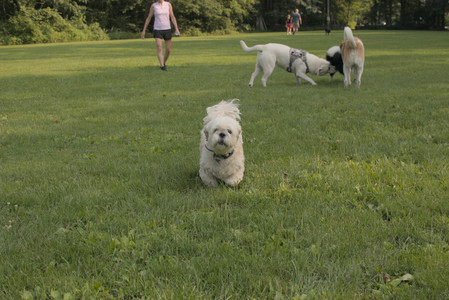 20250803_Dog Park__DSC0215_.jpg
