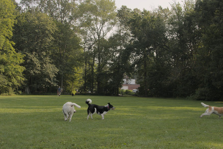 20250803_Dog Park__DSC0217_.jpg