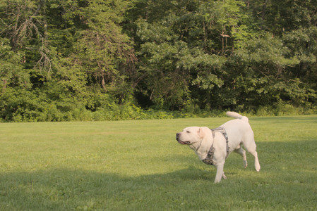 20250803_Dog Park__DSC0221_.jpg