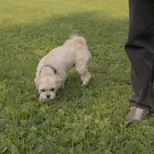 20250803_Dog Park__DSC0223_.jpg