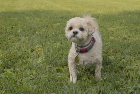 20250803_Dog Park__DSC0227_.jpg