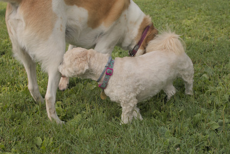 20250803_Dog Park__DSC0228_.jpg