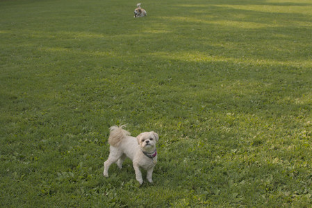 20250803_Dog Park__DSC0231_.jpg