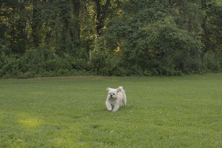 20250803_Dog Park__DSC0232_.jpg
