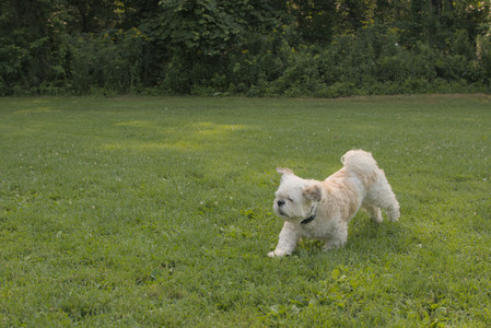 20250803_Dog Park__DSC0234_.jpg